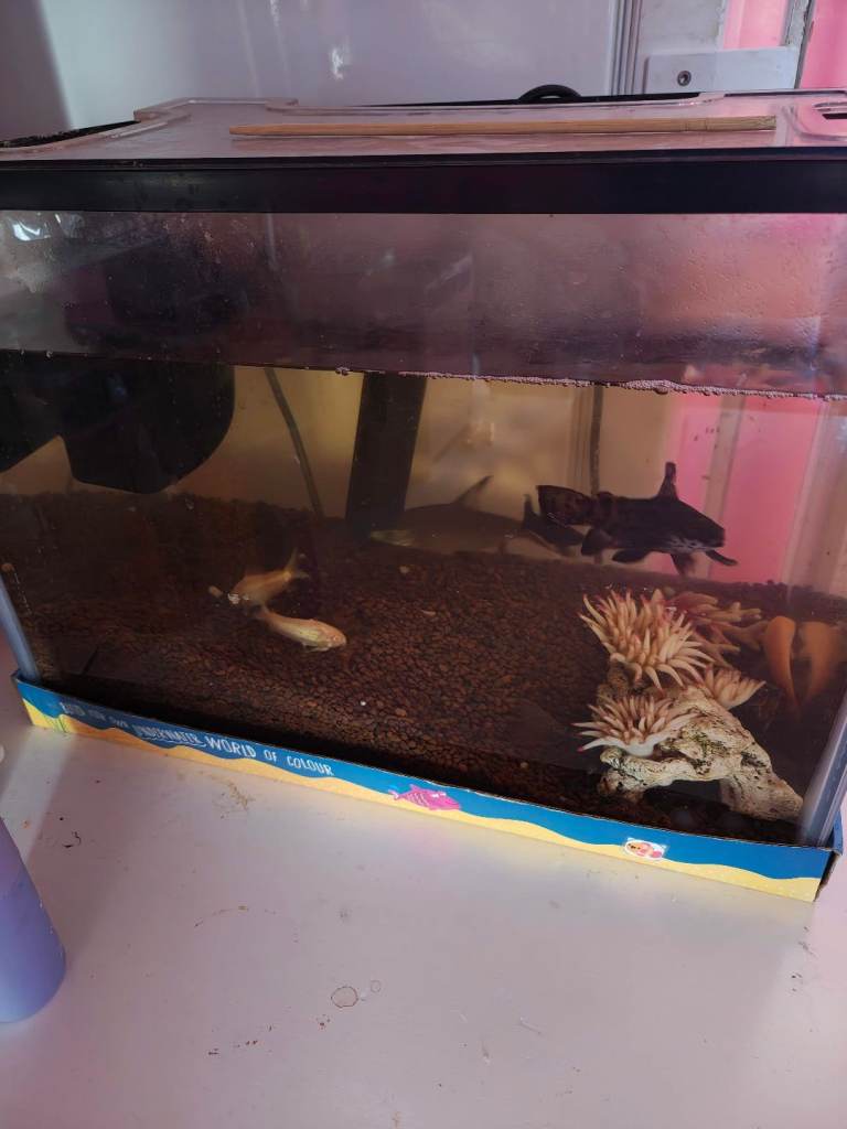 All inclusive, tank, fish, filters and food etc