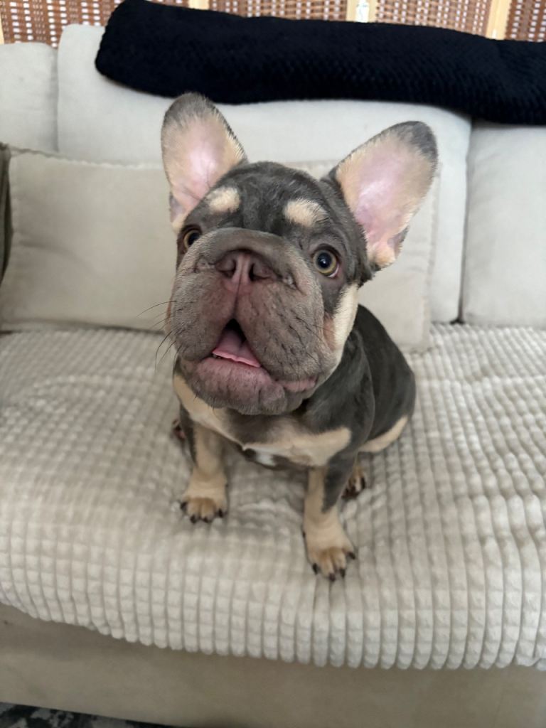 7 month old frenchie puppy 