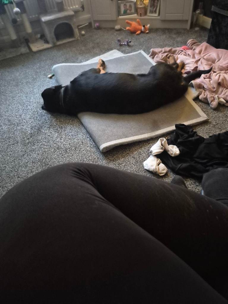 Male rottweiler 6 months old 