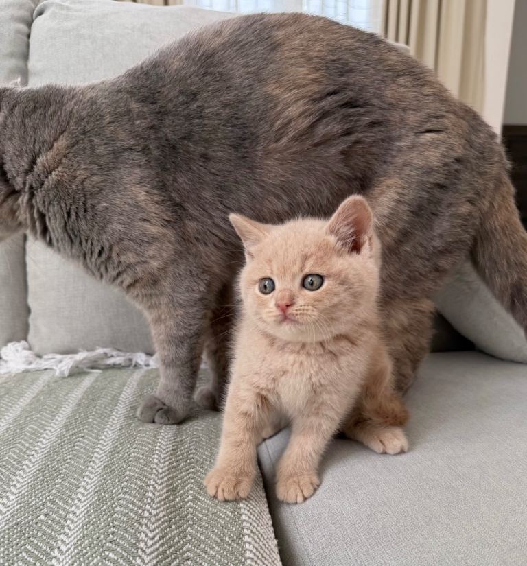 British Shorthair Kittens for Sale 🐾 Ready to Leave in 1 Week