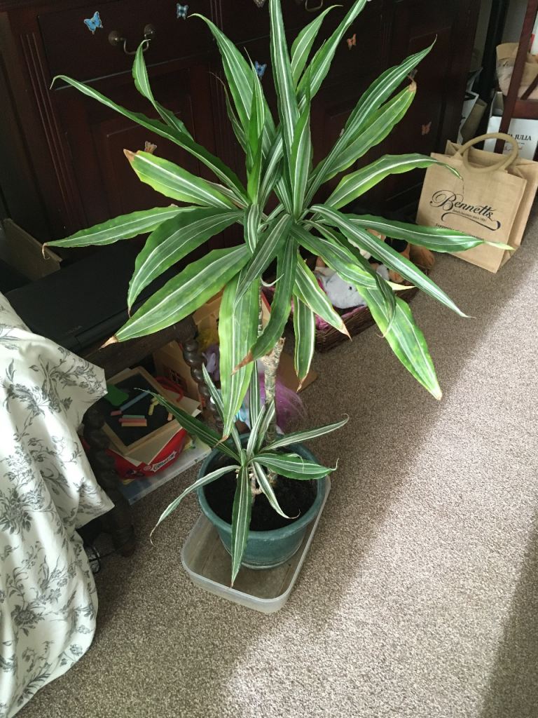 Healthy Dracaena Plant in Green Pot – FREE