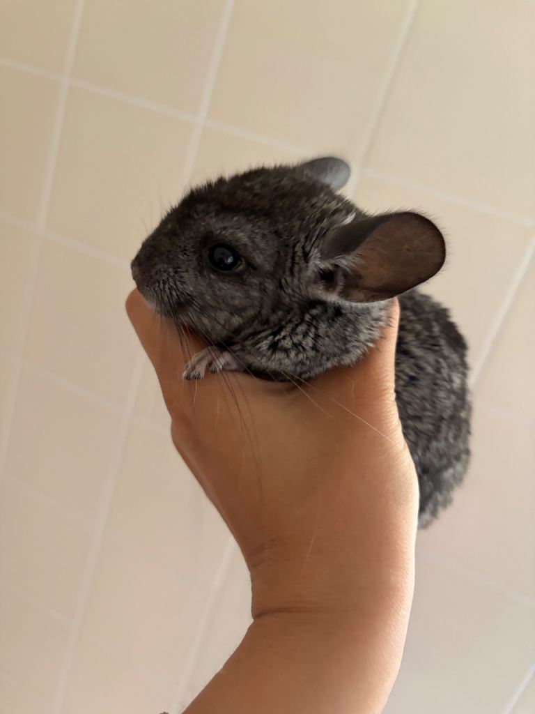 2 chinchillas available 