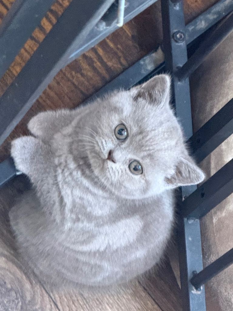 British shorthair kittens 