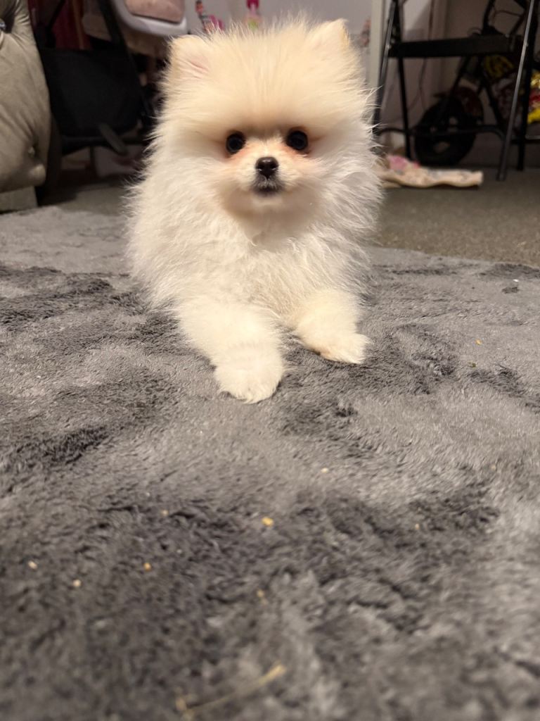 Puppy for sale 