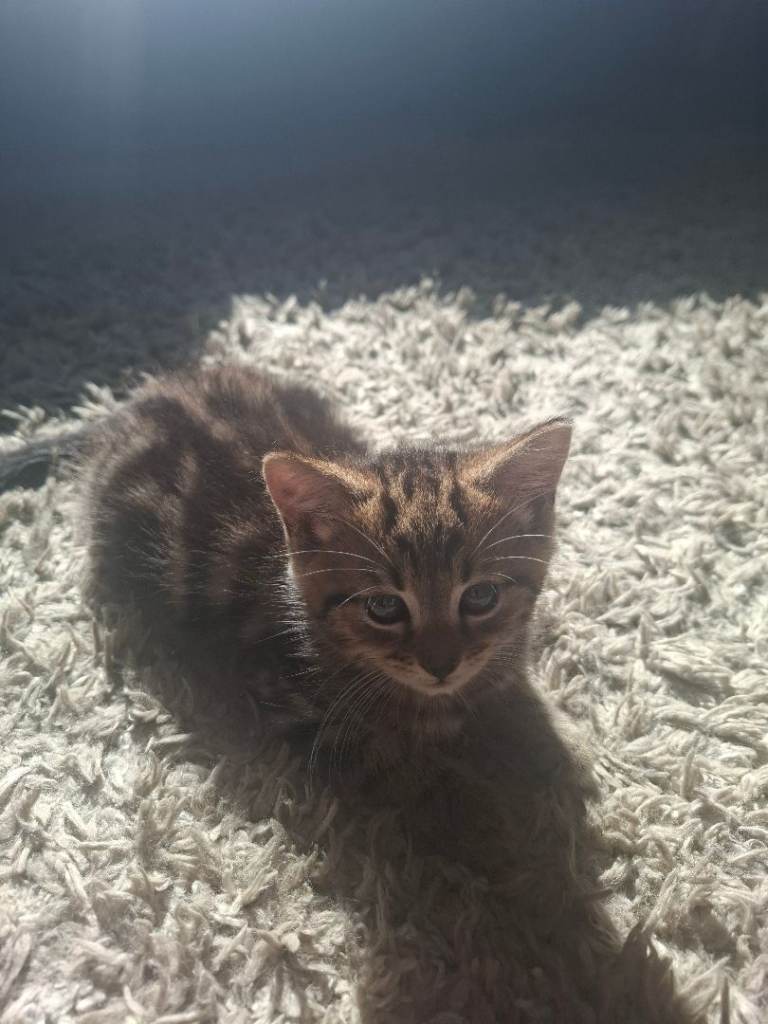 Beautiful, Friendly & Super Playful Kittens – 8 Weeks Old 