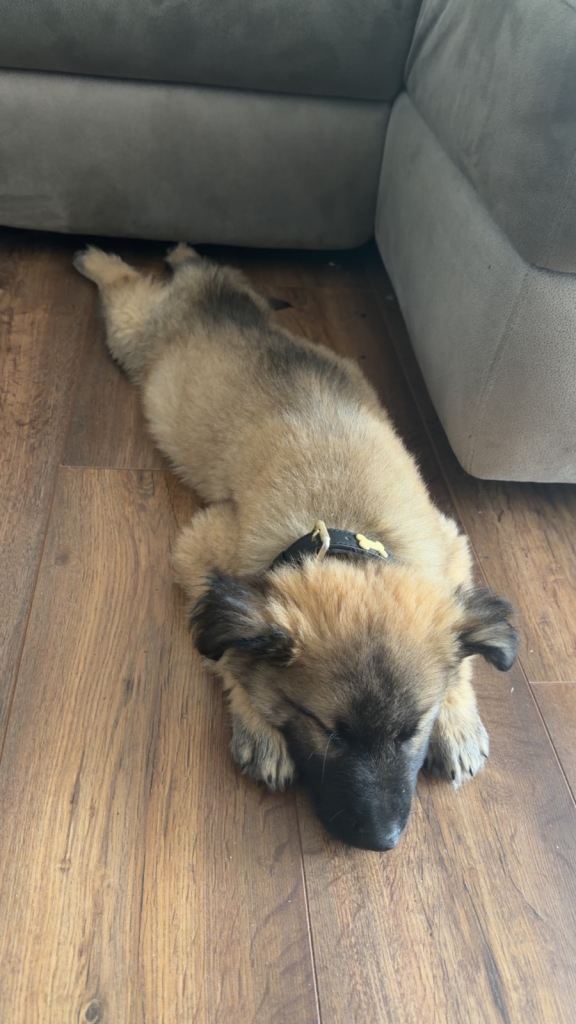 German Shepard Puppy 12weeks Old