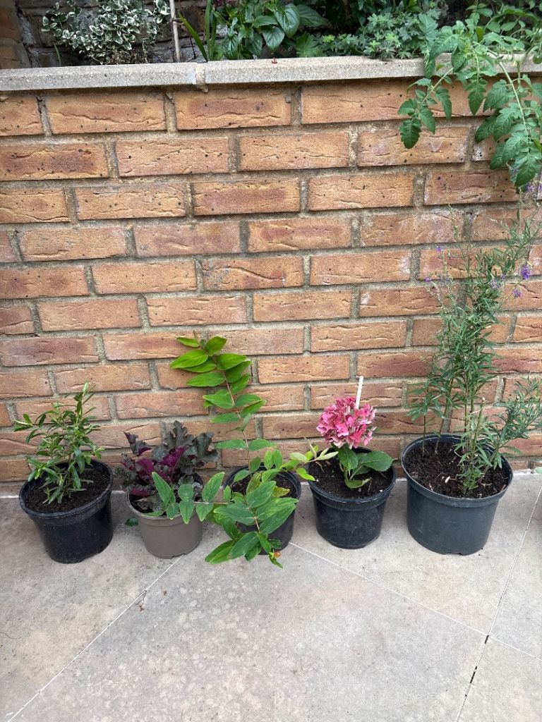Garden plants: Hebe, Heuchera, Hypericum, Hydrangea, Purple Toadflax
