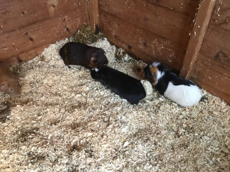 Female guinea pigs