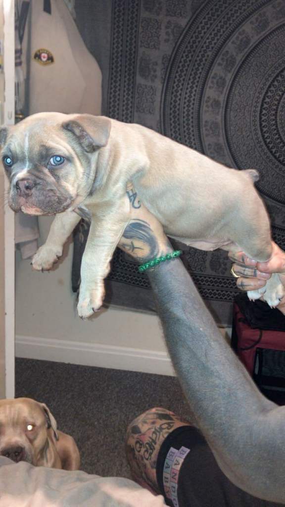 Female Pocket Bully puppy ready now 