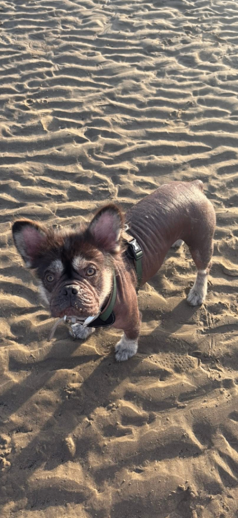 Rare French bulldog 