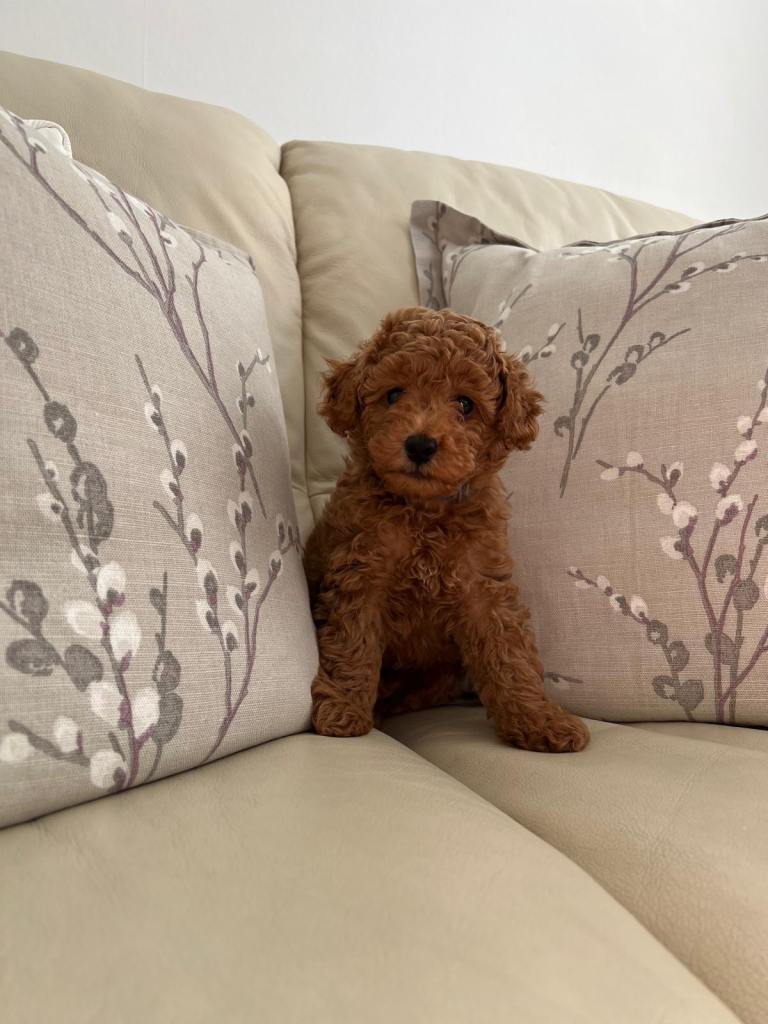 KC Registered Toy Poodle