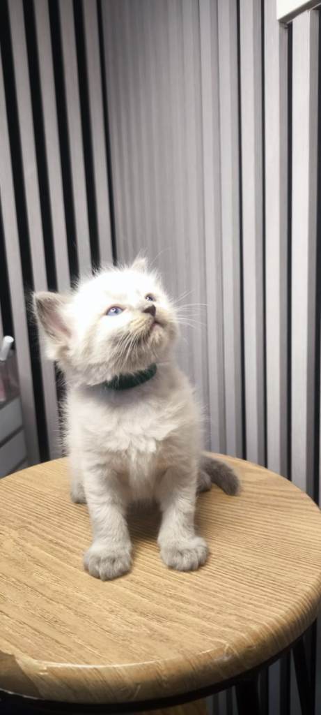 Ragdoll kittens 