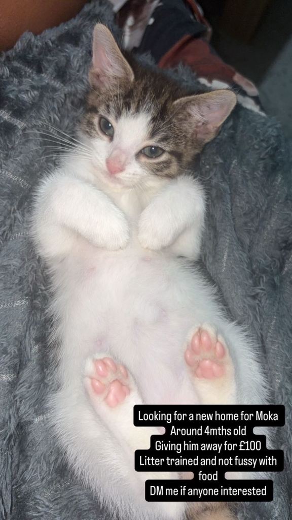 Moka: Adorable 4-Month-Old Male Kitten Ready for His Forever Home
