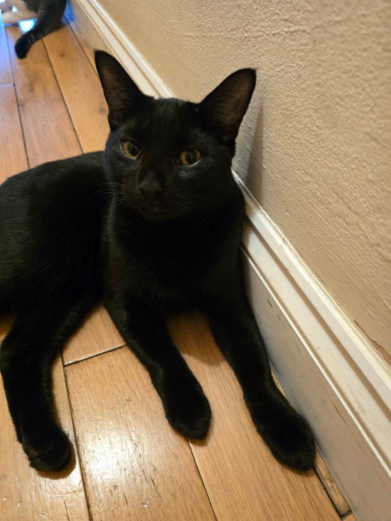 ♥️🐈  1 SWEET KITTEN 🐈 LOOKING FOR LOVING HOMES 🏡 😍 🐈