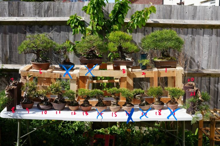 new bonsai stocks