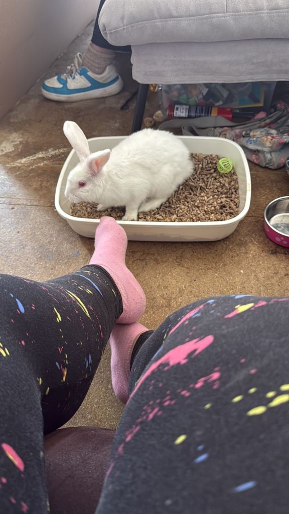 Rabbit