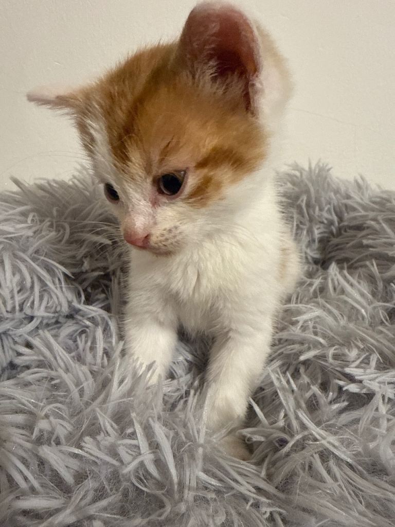 GORGEOUS WHITE AND GINGER KITTEN😍