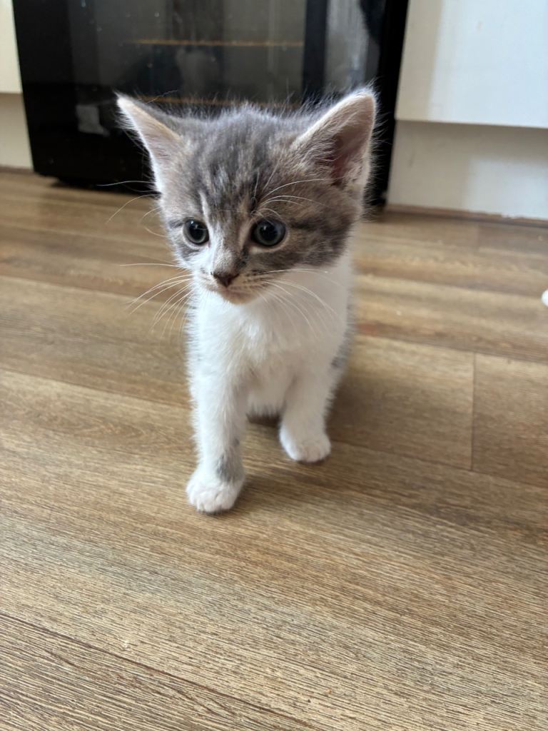 2 girls kittens and 2 boy kittens 8 weeks old. 