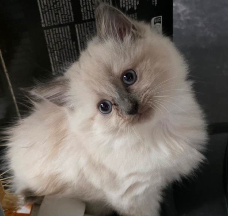 Siamese X beautiful long hair kittens
