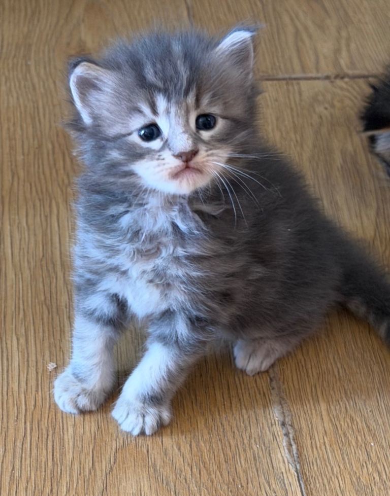 Adorable pure breed Mainecoon kittens ready 28th September 