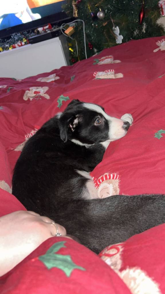 12 week old male border collie *RESERVED*