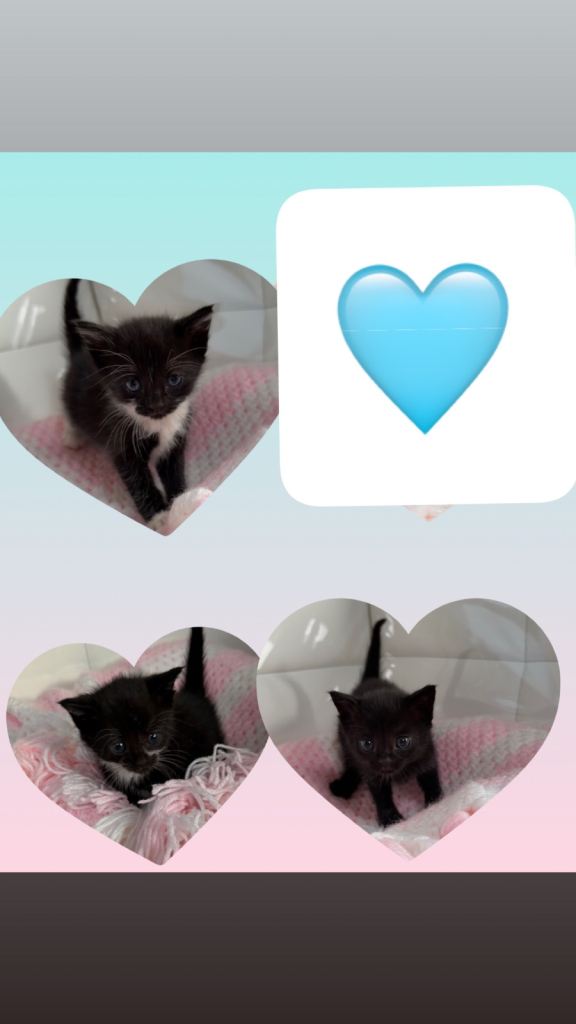 Kittens 