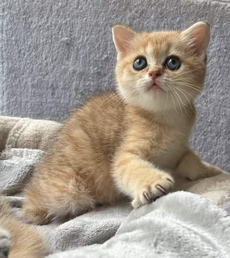 Adorable pure golden British shorthair kittens