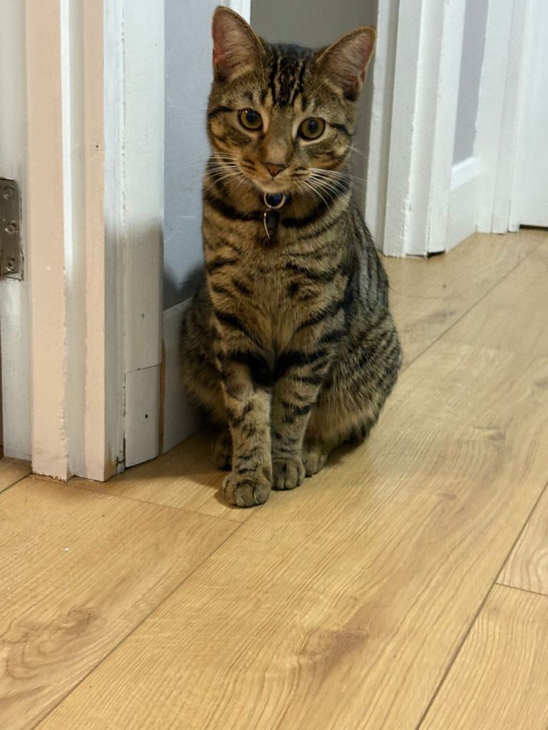 Male kitten, 8months