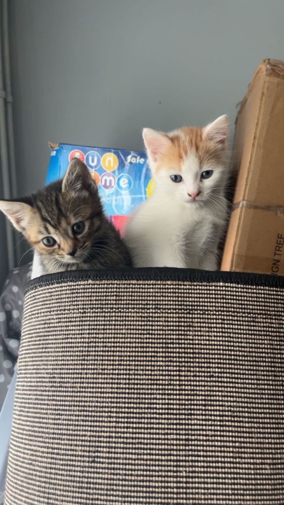 Kittens one male 