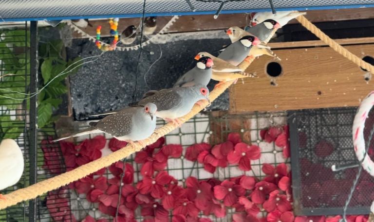 Diamond Dove  / Zebra Finches 