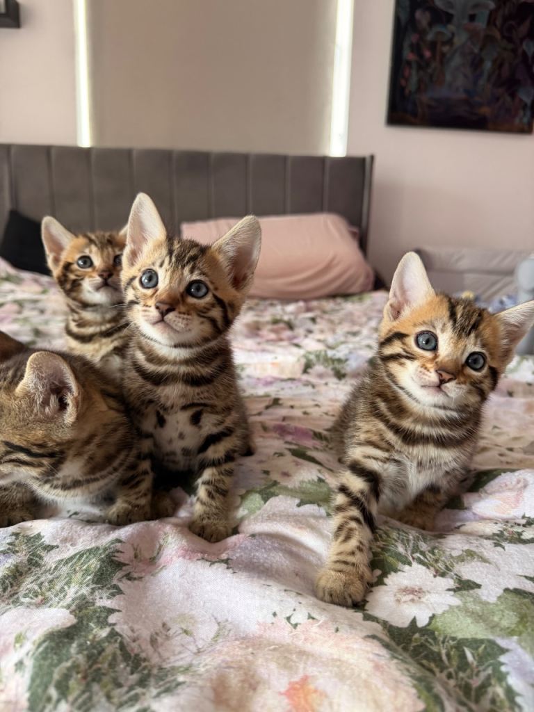 Beautiful bengal kittens 2 girls 2 boys.
