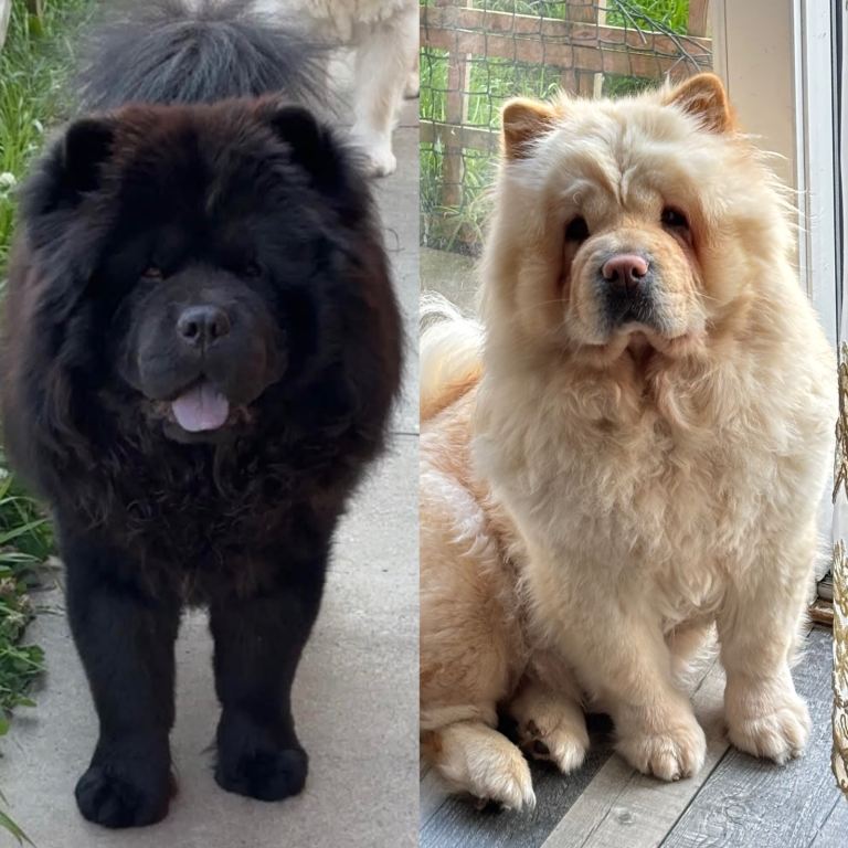 Chow chow Boy and Girl 