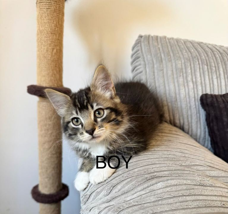 six Fluffy Kittens 