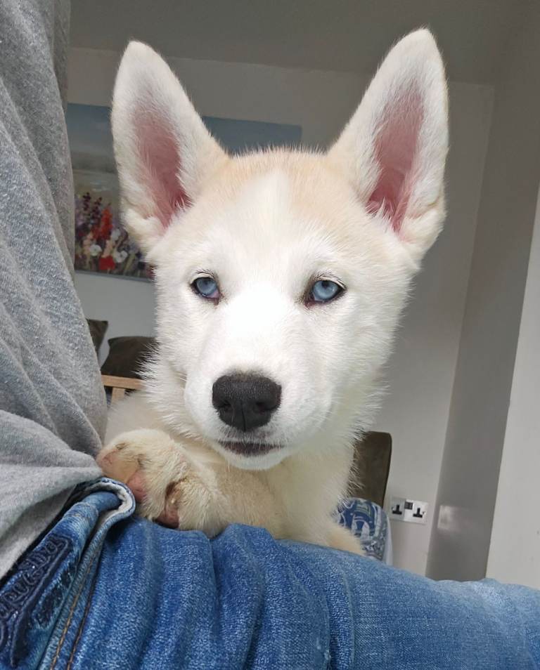 Huskita 