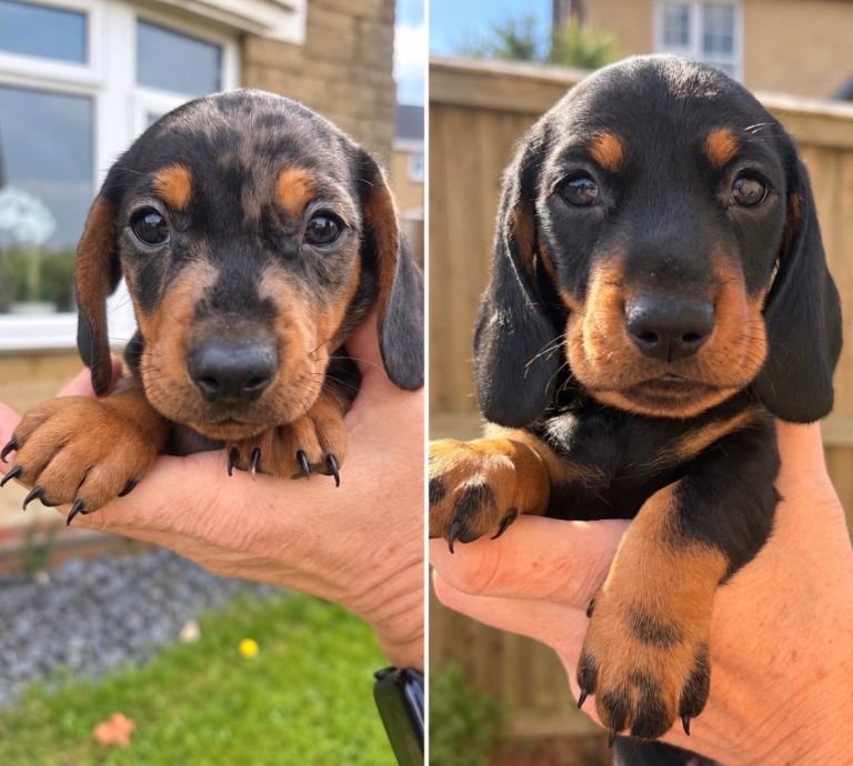 2 beautiful boy miniature dachshunds left available 