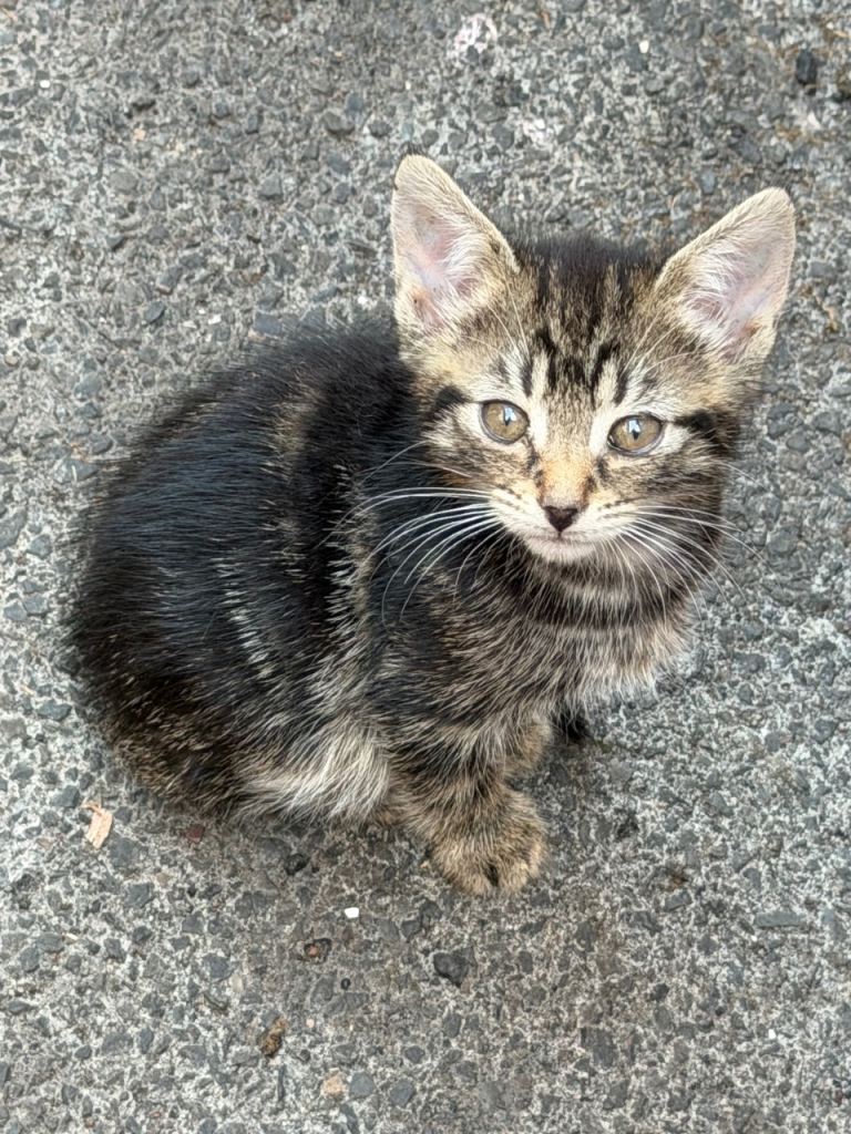 Mixed cat