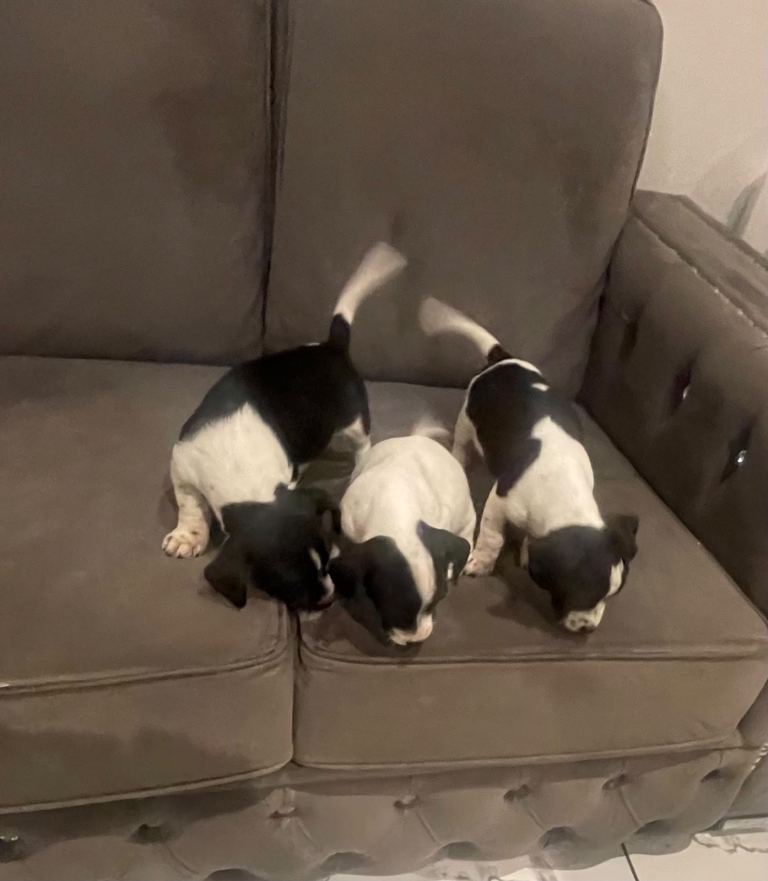 Jack Russell