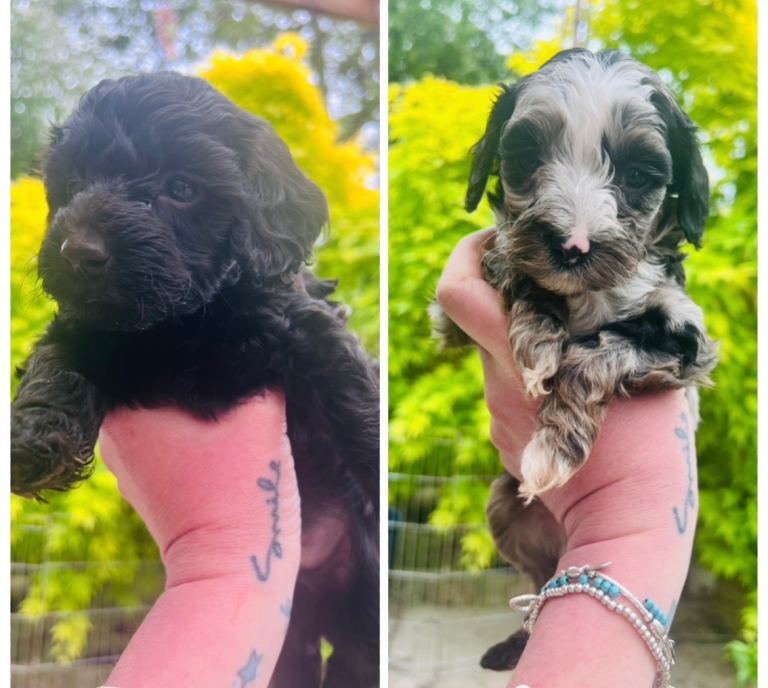 REDUCED f1b toy cavapoo puppies 