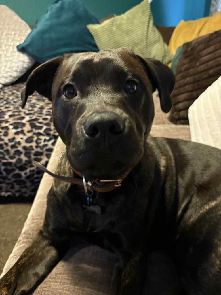 Staff/Rottweiler pup