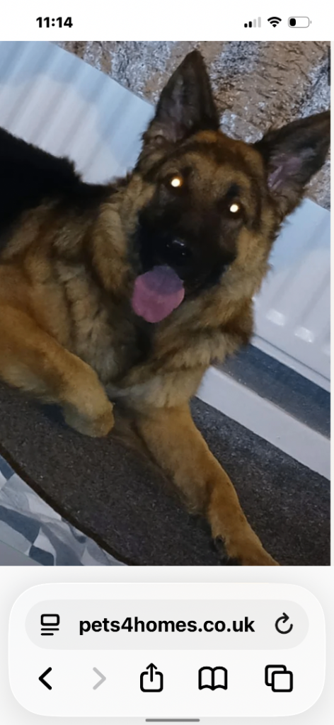 11 beautiful German shepherd for sale 