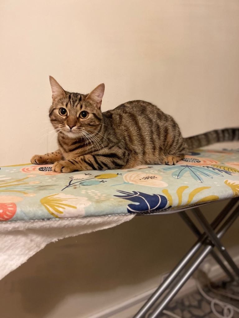 Mixed bengal kitten for sale