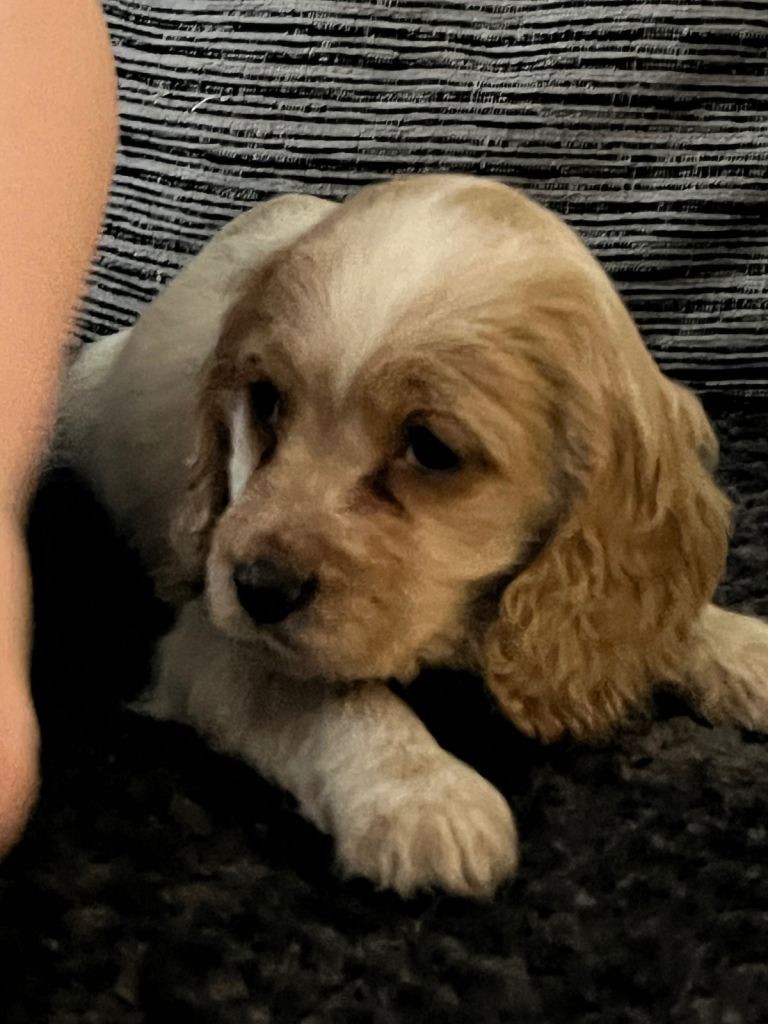 Cocker spaniel bitch 