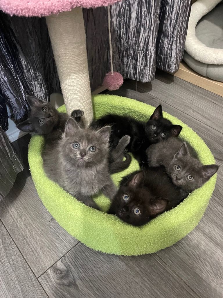 Ragdoll x British shorthair kittens 