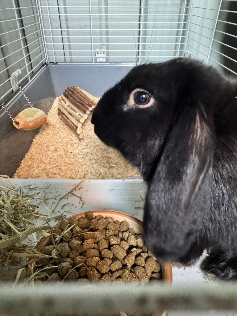 French lop male bunny ready now! 