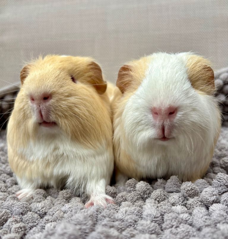 Guinea pig pairs (male)
