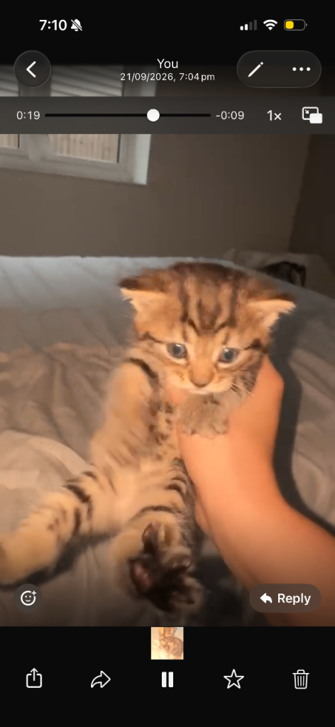 Kitten for home 