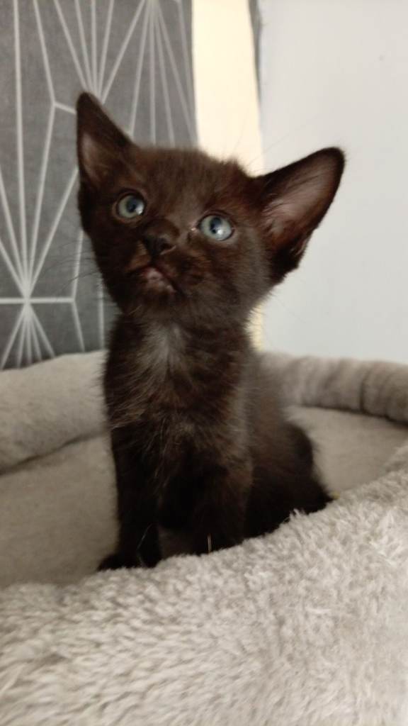 Kitten