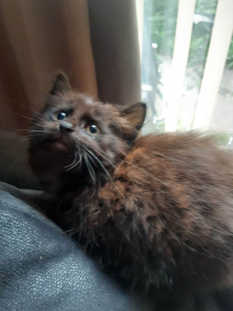 Adorable Mixed Breed Kitten Looking for a New Home