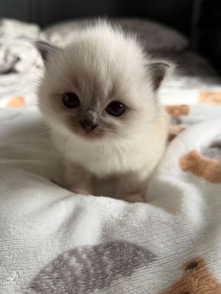 Ragdoll Kitten For Sale 