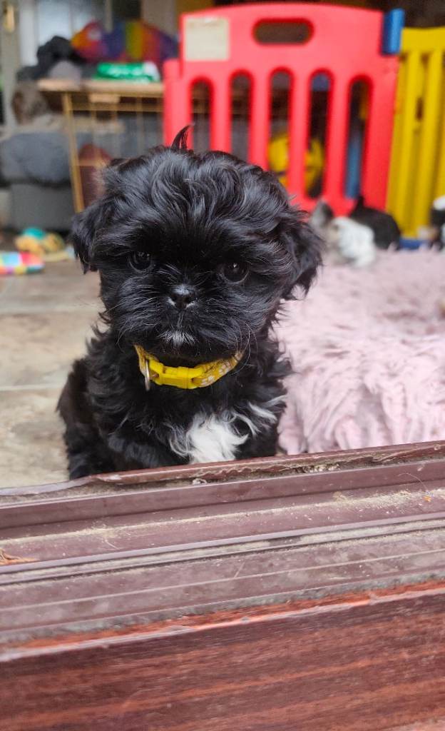 Gorgeous shih Tzu puppy's Ready Now